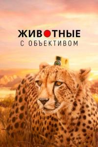 Сериал Животные с объективом (2018) скачать торрент